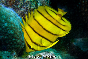 Eight Banded Butterflyfish  D300-60mm by Larry Polster 